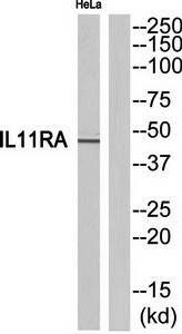 IL11RA Antibody