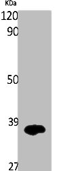 IL12A Antibody