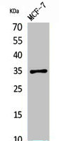IL12A Antibody