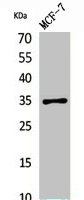 IL12A antibody