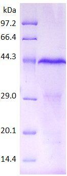 IL12B (phospho-40) protein