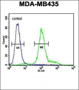IL12RB2 antibody