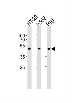 IL13RA1 antibody