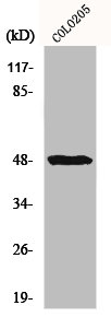 IL13RA1 antibody
