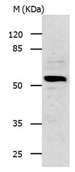 IL13RA1 Antibody