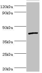 IL13RA2 antibody