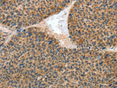 IL13RA2 Antibody
