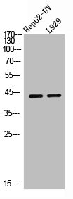 IL13RA2 antibody