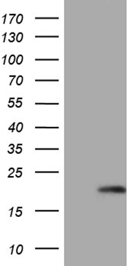 IL15 antibody