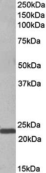 Goat anti-IL-15 (aa70-82) Antibody