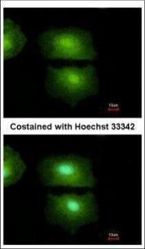 IL16 antibody [C3], C-term