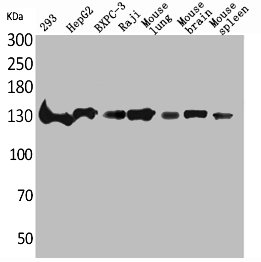 IL16 antibody