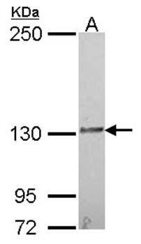 IL16 antibody