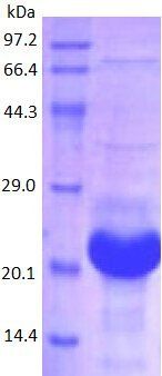 IL16 protein