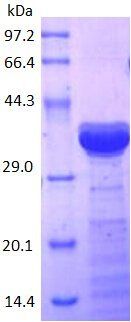 IL16 protein