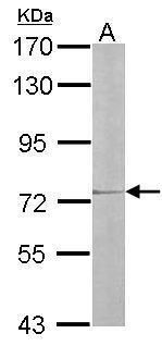 IL17 Receptor D antibody [N3C2], Internal