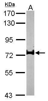 IL17 Receptor D Rabbit Polyclonal Antibody