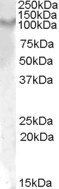 Goat anti-IL17ra (mouse) Antibody