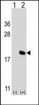 IL17A antibody