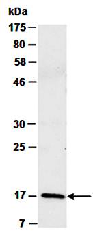 IL-17A (N) Antibody, Mouse Monoclonal