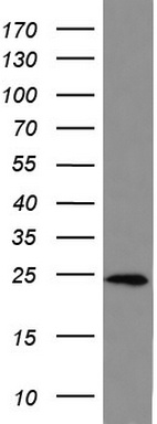IL17B antibody