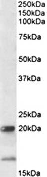 Goat anti-IL-17B (aa77-89) Antibody