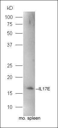 IL17E antibody (FITC)