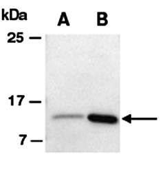 IL17F (N) Antibody, Rabbit Polyclonal
