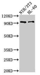 IL17RA antibody