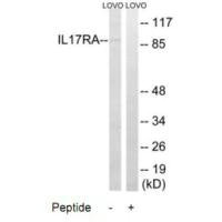 IL17RA Antibody