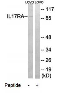 IL17RA antibody