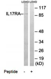 IL17RA Antibody