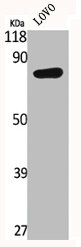 IL17RC antibody