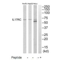 IL17RC antibody