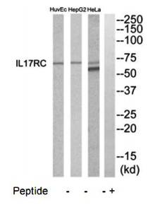 IL17RC antibody