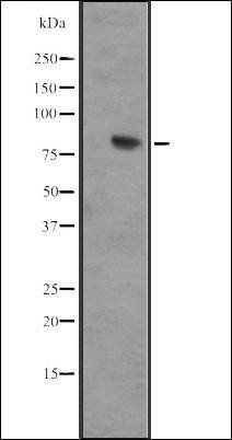IL17RD antibody