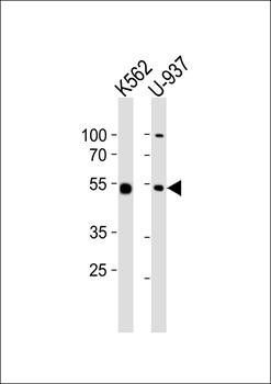 IL18R1 antibody