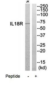 IL18R antibody