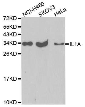IL1 alpha antibody