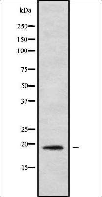 IL1F9 antibody