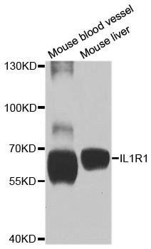 IL1R1 antibody