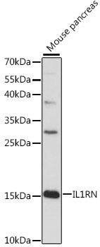 IL1RA antibody