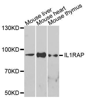 IL1RAP antibody