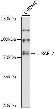 IL1RAPL2 antibody