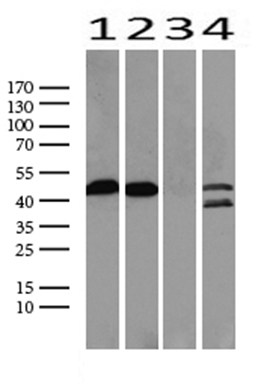 IL20 Receptor alpha (IL20RA) antibody