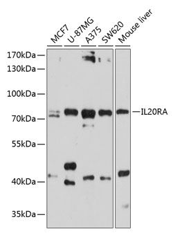 IL20RA antibody