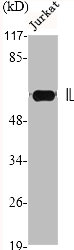 IL20RA antibody