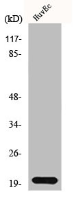 IL21 antibody