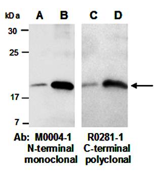 IL-22 (N) Antibody, Mouse Monoclonal