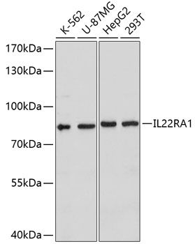 IL22RA1 antibody